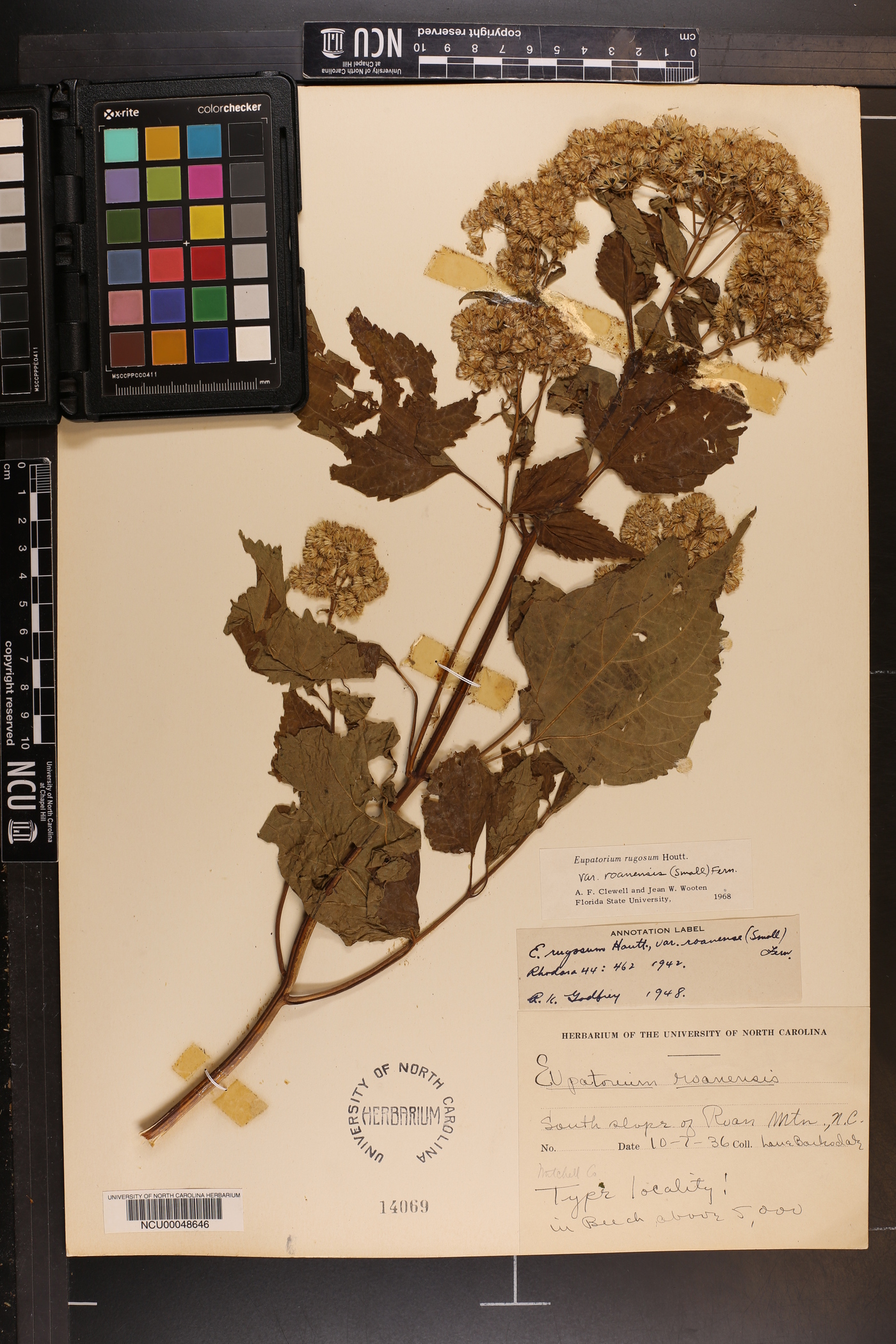 Ageratina roanensis image