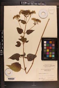 Ageratina altissima var. roanensis image