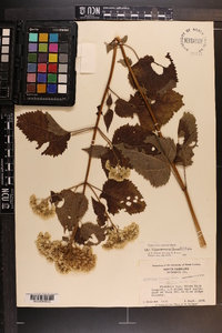 Ageratina altissima var. roanensis image