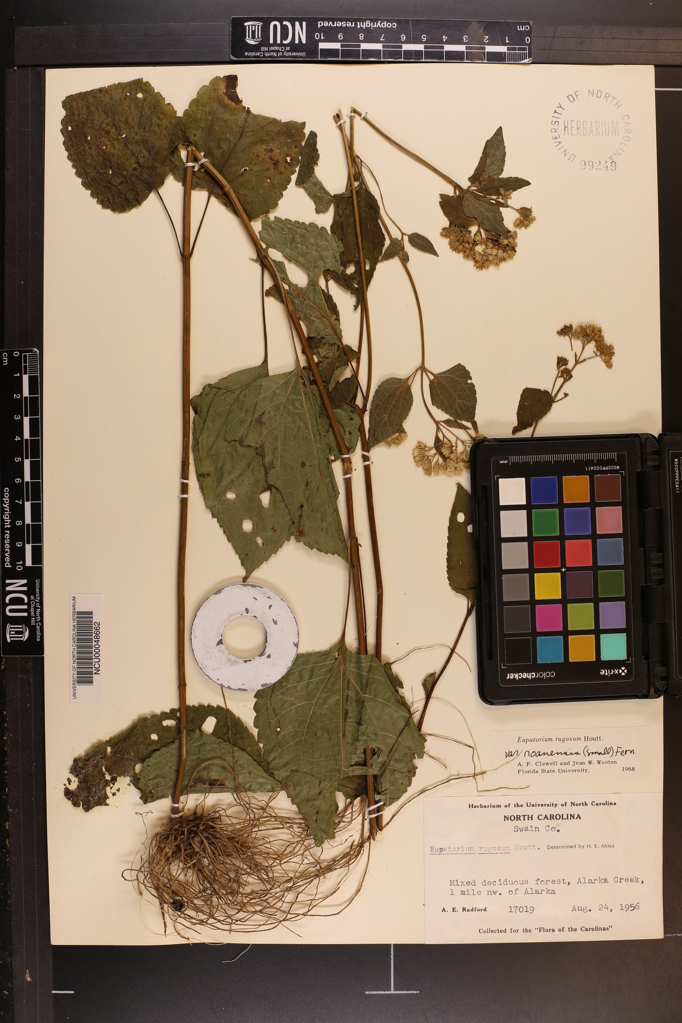 Ageratina altissima var. roanensis image