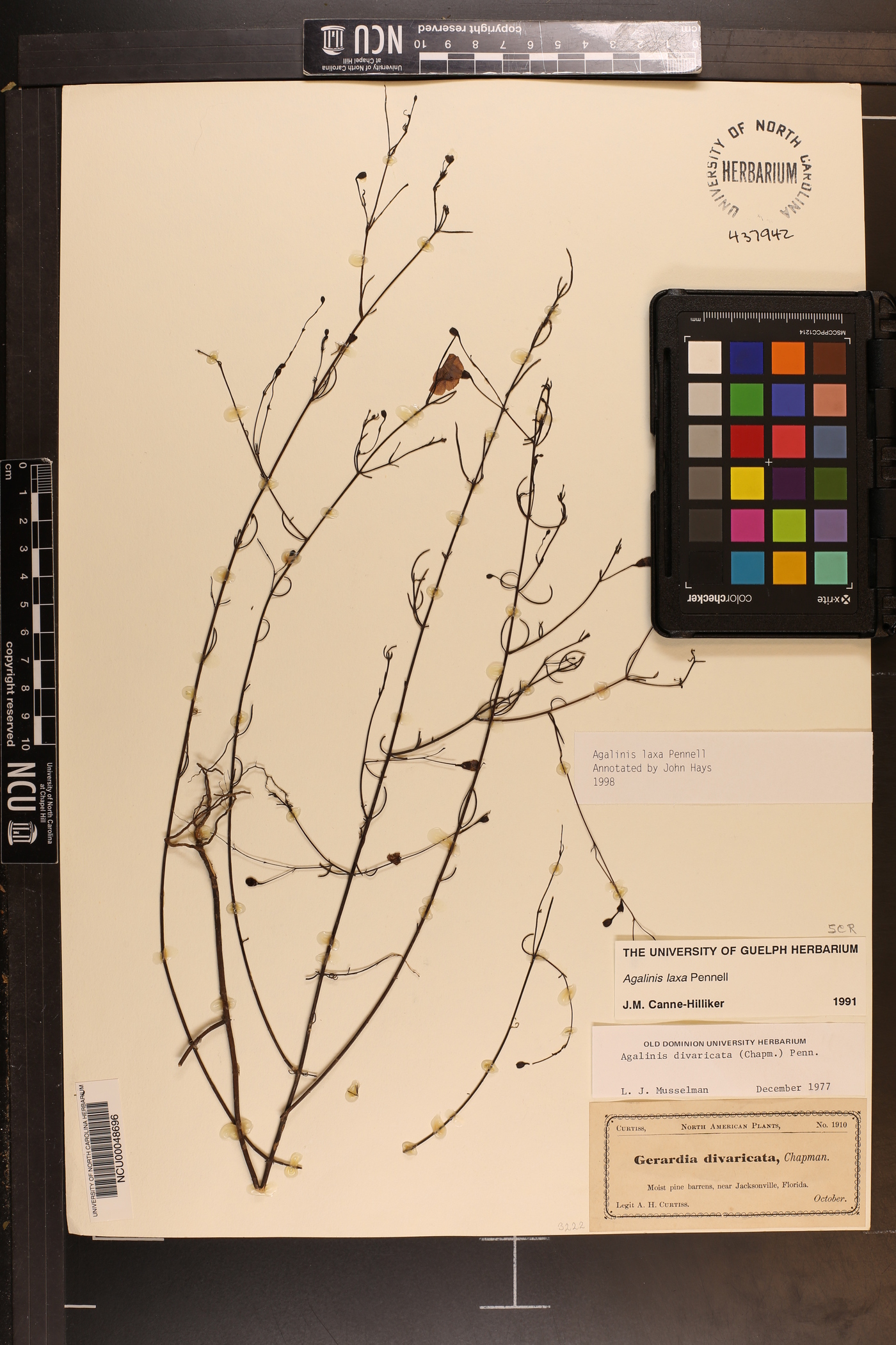 Agalinis laxa image