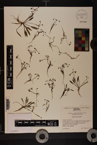 Helanthium tenellum image