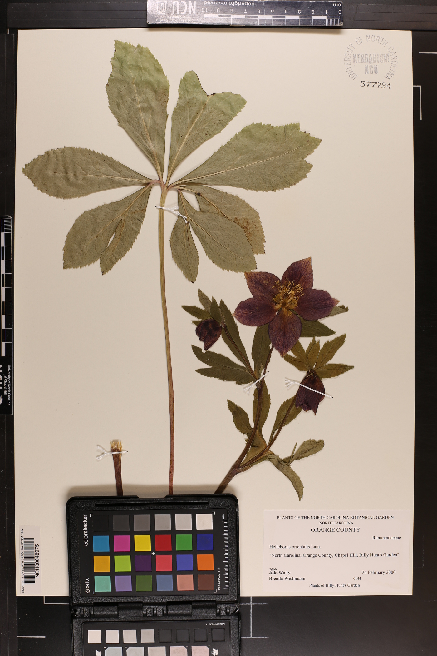 Helleborus orientalis image