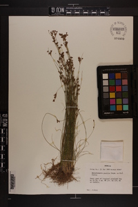 Rhynchospora pusilla image