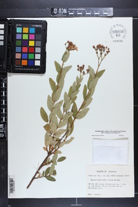 Hypericum nudiflorum image