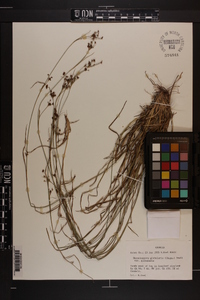 Rhynchospora globularis var. globularis image