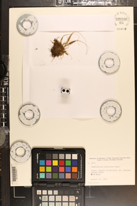 Camptosorus sibiricus image