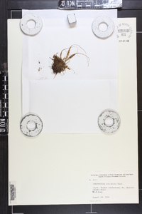 Camptosorus sibiricus image