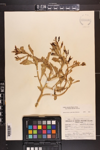 Cakile edentula subsp. harperi image