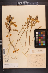 Cakile edentula subsp. harperi image