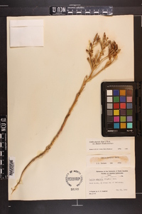 Cakile edentula subsp. harperi image