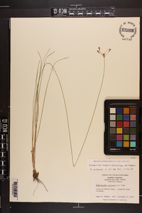 Fimbristylis puberula image