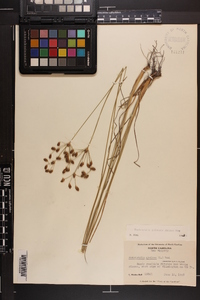 Fimbristylis puberula image