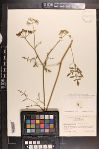 Angelica dentata image