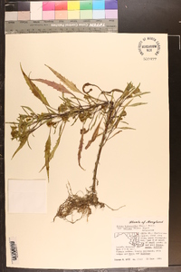 Bidens bidentoides image