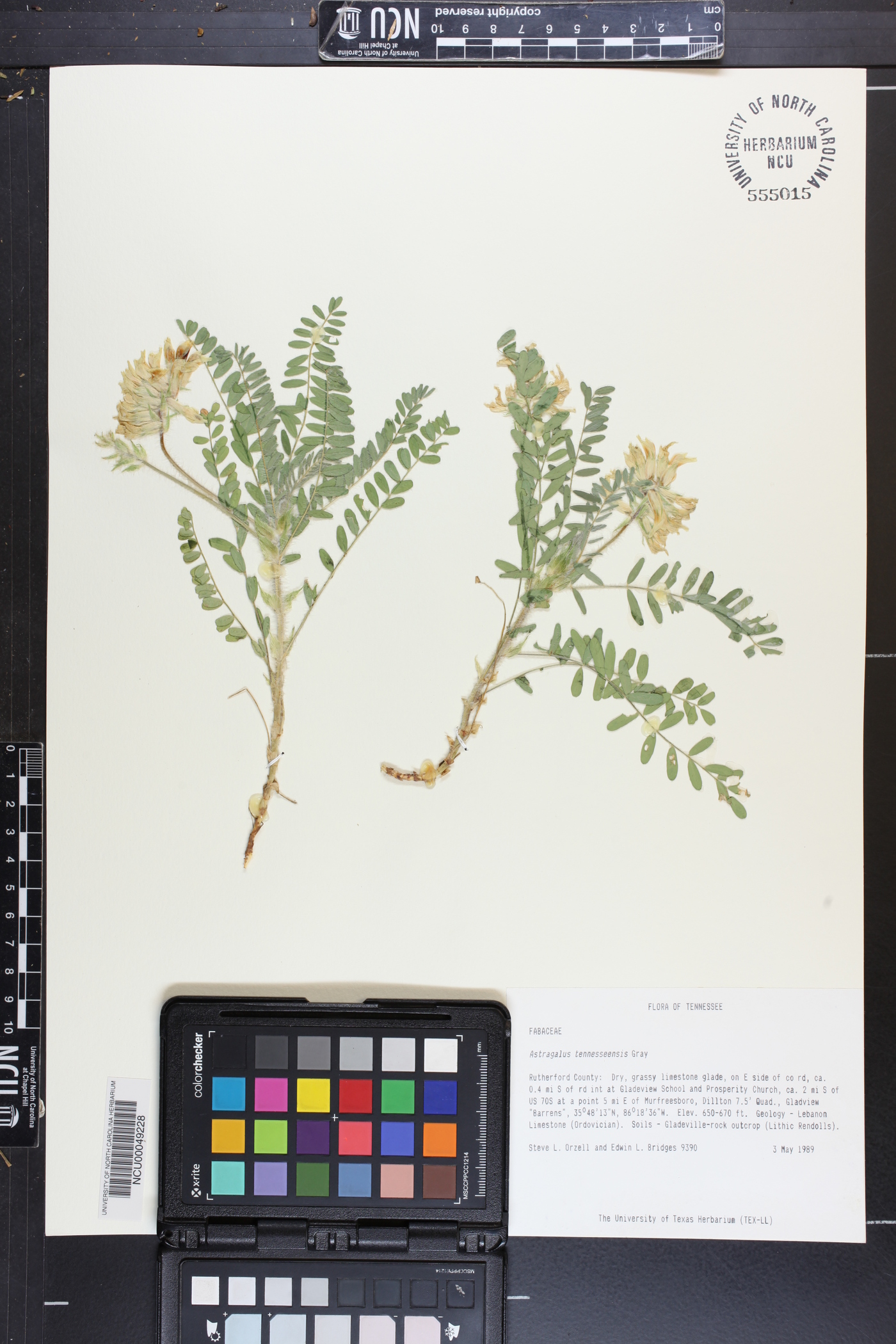 Astragalus tennesseensis image