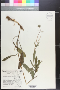 Berlandiera subacaulis image