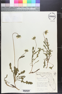 Berlandiera subacaulis image