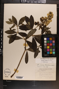 Baptisia cinerea image