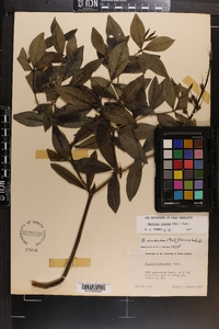 Baptisia cinerea image