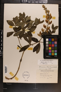 Baptisia cinerea image