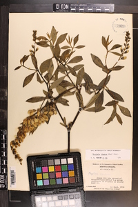 Baptisia alba image