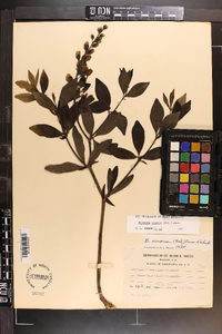 Baptisia cinerea image