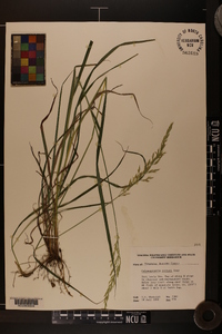 Calamagrostis porteri image