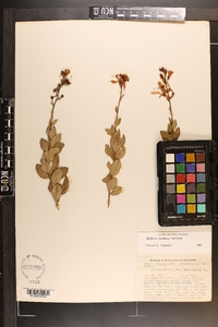 Bejaria racemosa image