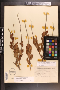Bejaria racemosa image