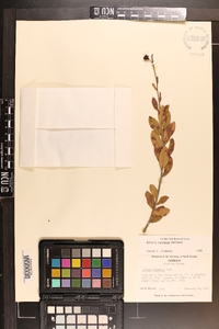 Bejaria racemosa image