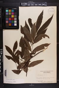 Carya aquatica image