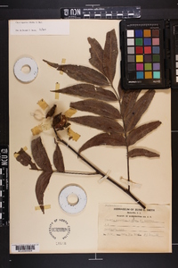 Carya aquatica image