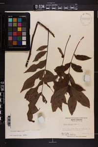 Carya aquatica image