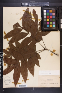 Carya aquatica image