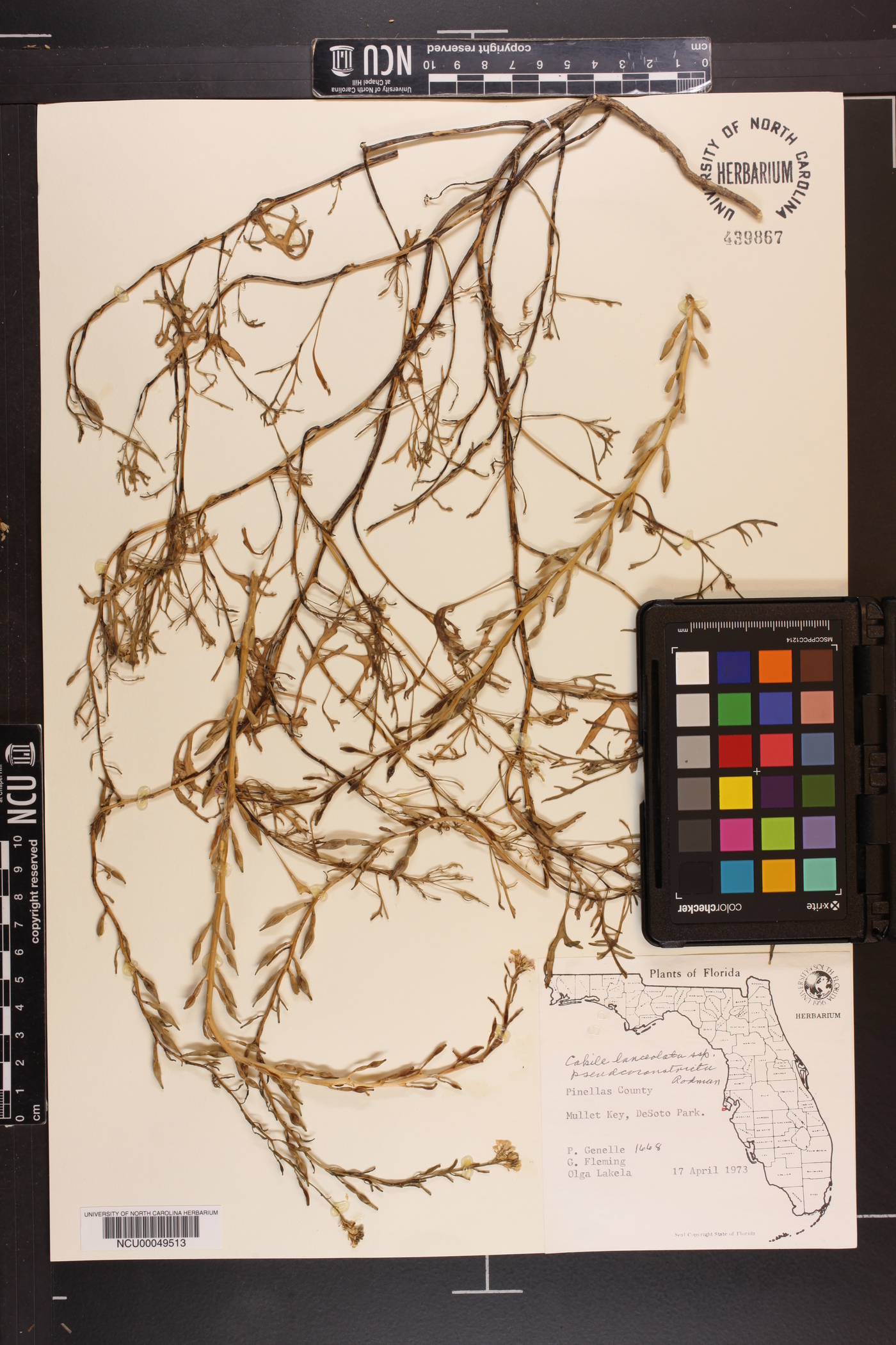 Cakile lanceolata subsp. pseudoconstricta image