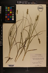 Carex fissa image