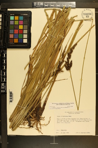 Carex decomposita image