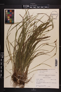 Carex godfreyi image