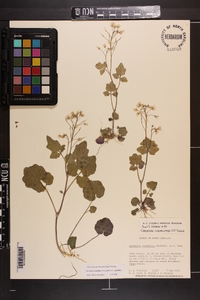 Cardamine flagellifera image