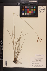 Fimbristylis puberula image