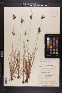 Fimbristylis tomentosa image