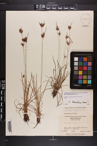 Fimbristylis tomentosa image