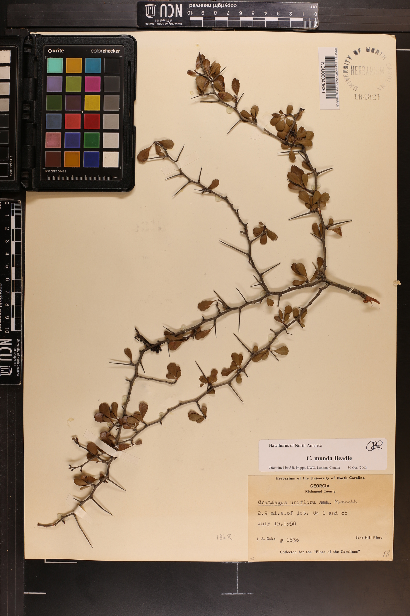 Crataegus munda image