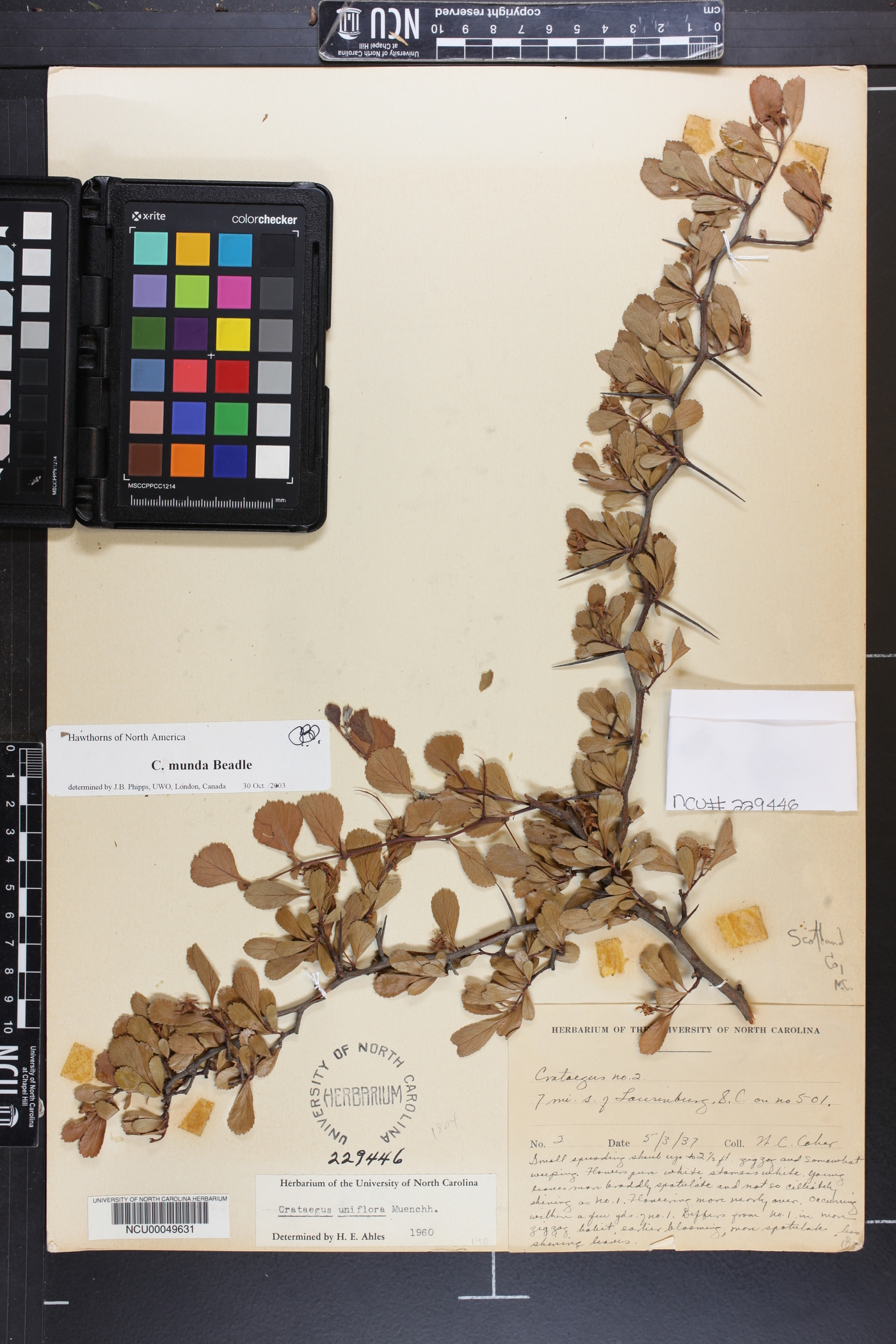 Crataegus munda image