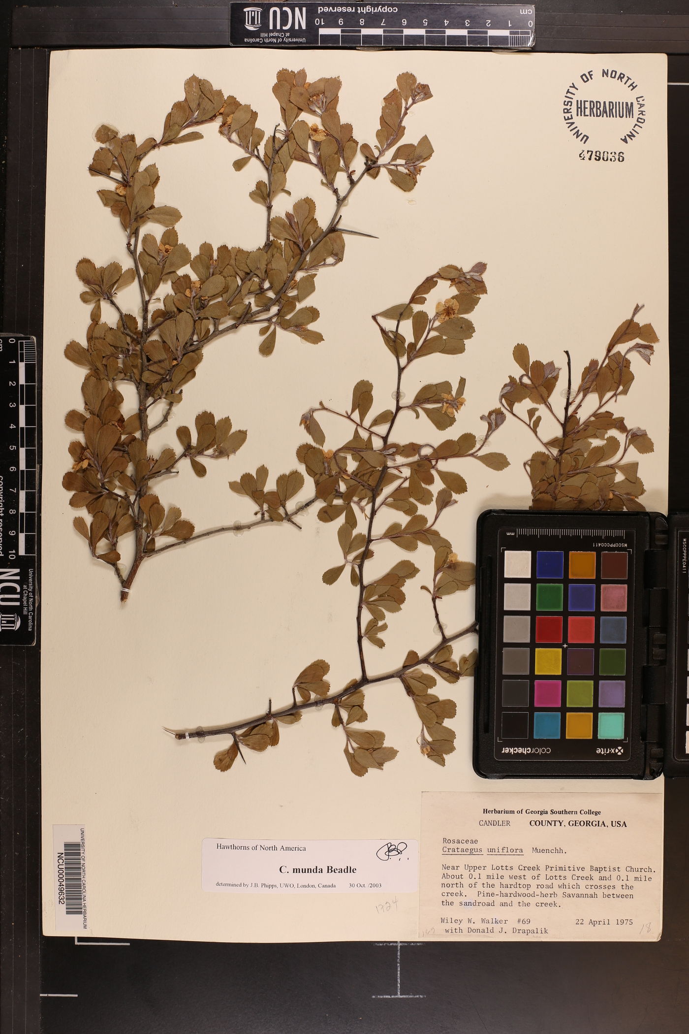 Crataegus munda image