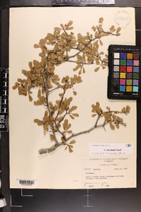 Crataegus lacrimata image