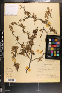 Crataegus lacrimata image