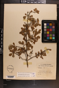 Crataegus uniflora image