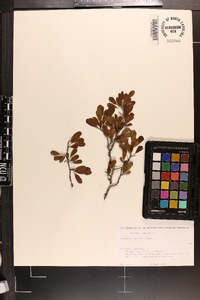 Crataegus lacrimata image